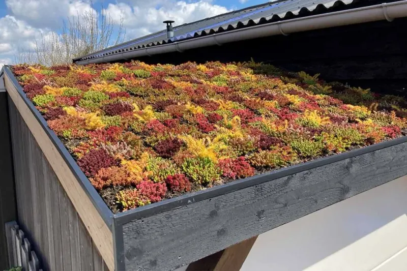 Sedumdak aanleg op tuinberging door hovenier Jonkers