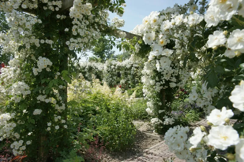 Stadstuin met vlonder en borders — Zaltbommel 2024